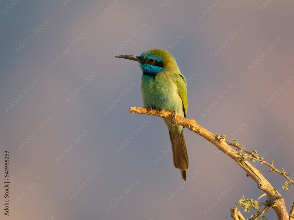 Obraz premium Little-green bee-eater, Merops orientalis