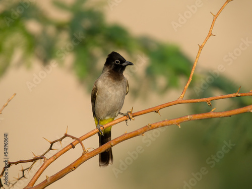 Yellow-vented bulbul, Pycnonotus goiavier photo