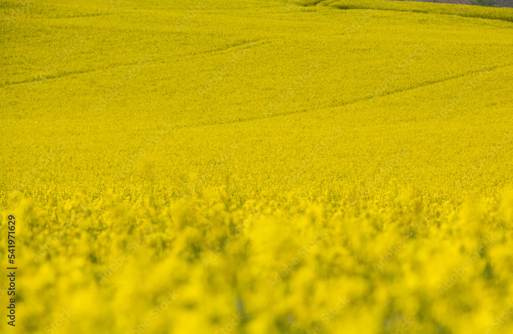 Mustard seed in bloom in France