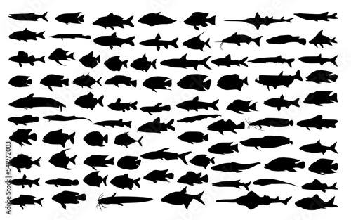 Various types of fish, both marine fish and freshwater fish in the form of a silhouette	