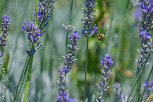 Selective focus shot of European wool carder bee on English lavender plants with blur background photo