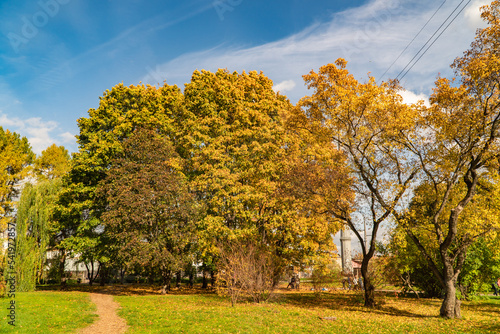 Fototapeta Naklejka Na Ścianę i Meble -  autumn landscape with trees