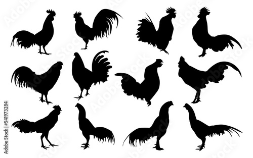 Silhouettes of various types of roosters on a white background 