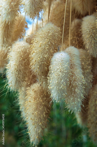 Drying process of dried plant Lagurus ovatus 