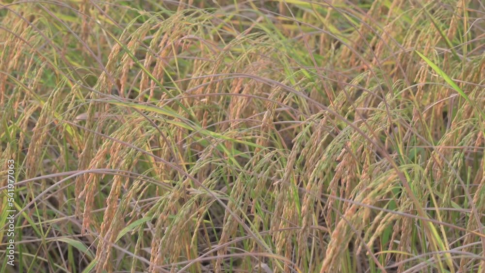 4K-Yellow rice field terrace. sunset in Thailand. Ripe organic rice plantation in Thailand. Green ear of rice in paddy rice field. Agriculture industry, authentic video. 4K-Yellow rice field terrace. sunset in Thailand. Ripe organic rice plantation in Thailand. Green ear of rice in paddy rice field. Agriculture industry, authentic video.