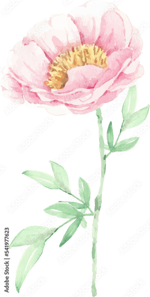 watercolor pink peony flower and green leaves elements