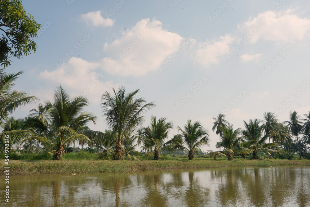 Obraz premium Coconut trees on the natural waterfront in the garden