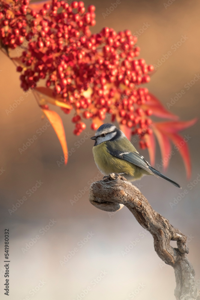 Colorful and cute blue tit (Cyanistes caeruleus) perched with red berries and fronds (Nandina domestica) in the background in sunset light. Vertical. Piedmont, Italy
