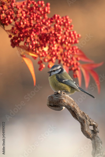 Obraz na płótnie Colorful and cute blue tit (Cyanistes caeruleus) perched with red berries and fronds (Nandina domestica) in the background in sunset light. Vertical. Piedmont, Italy w salonie