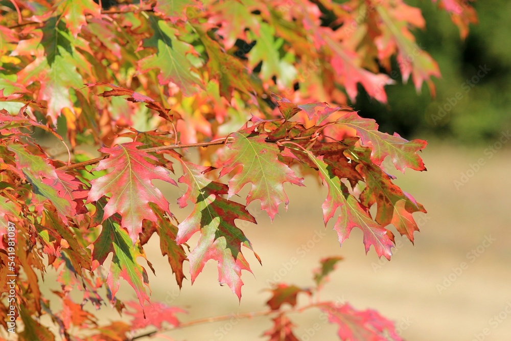 Bright autumn leaves on tree branches in the park in autumn on a blurry background
Bright autumn leaves on tree branches in the park in autumn on a blurry background