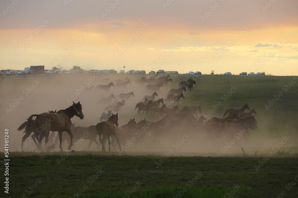 A herd of horses in a field, on a blurry background in the distance, a highway with cars