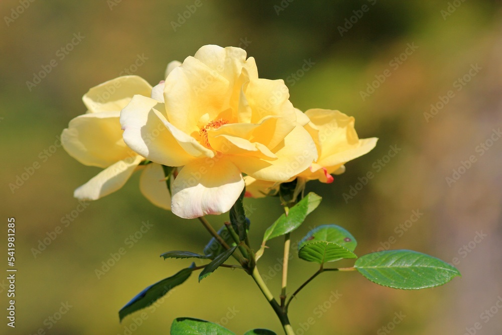 yellow roses in autumn in the park on a blurry background
yellow roses in autumn in the park on a blurry background