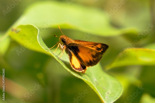 Selective focus of a Zabulon skipper butterfly on a green leaf photo