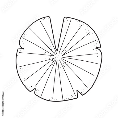 Hand drawn lily pad. Leaf in line art style. Vector isolated.