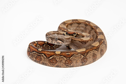 Boa imperator or boa constrictor imperator, snake reptile on white background