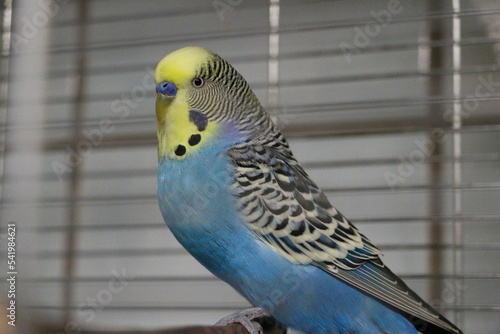 closeup of a blue yellow budgie on the perch in the cage