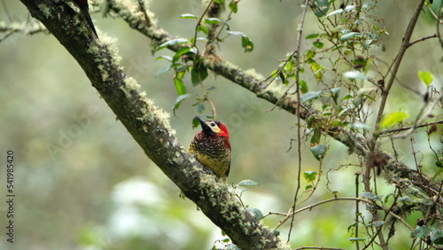 Crimson-mantled woodpecker (Colaptes rivolii) on a tree on the road to Lago Mojanda, above Otavalo, Ecuador photo
