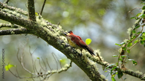 Crimson-mantled woodpecker (Colaptes rivolii) on a tree on the road to Lago Mojanda, above Otavalo, Ecuador photo