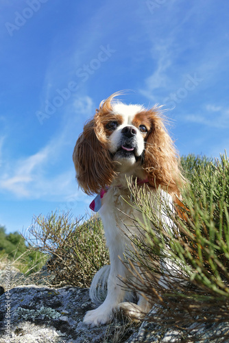 enterprising, healthy and  free run Cavalier King Charles Spaniel dog outdoors with copy space