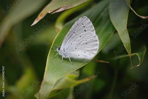 Closeup on a colorful Holly blue, Celastrina argiolus sitting in the bamboo photo