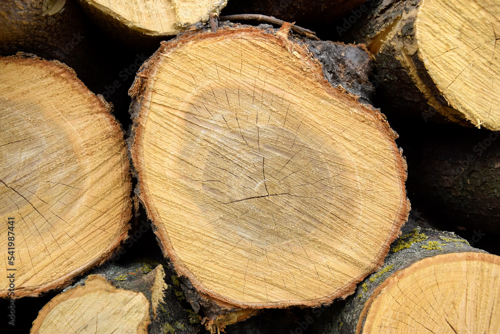 Round logs is stacked in piles. Preparing firewood for winter. Woodpile. Background, full frame. Close-up. Selective focus. Round logs is stacked in piles. Preparing firewood for winter. Woodpile. Background, full frame. Close-up. Selective focus.