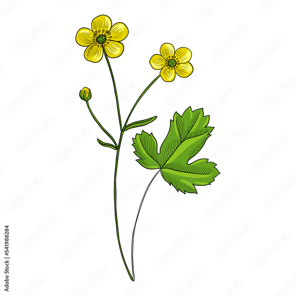 vector drawing flower of buttercup, Ranunculus japonicus hallucinogenic