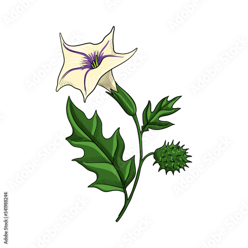 vector drawing flower of thorn apple, jimsonweed, devil's trumpet, Datura stramonium, hallucinogenic plant, herb of traditional chinese medicine, hand drawn illustration