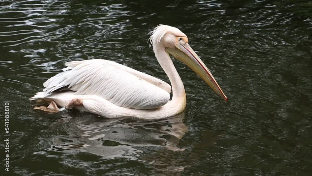 The great white pelican (Pelecanus onocrotalus) dives on the water The great white pelican (Pelecanus onocrotalus) dives on the water