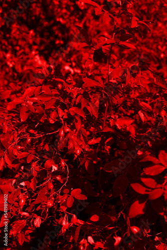 The texture of a rich red color from the foliage. Vertical snapshot