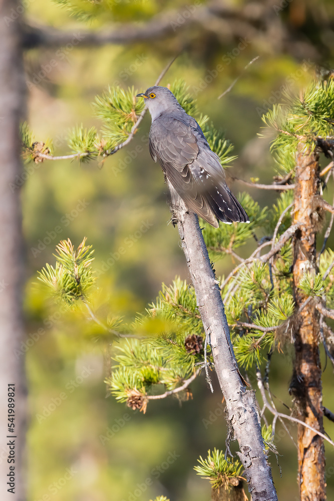 Fototapeta premium Cuckoo