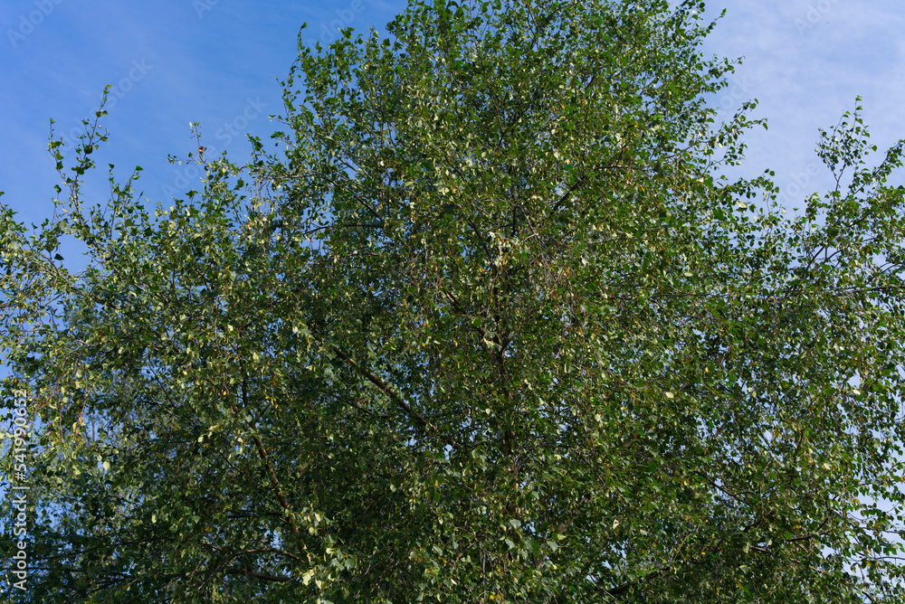 A tree on a sunny summer day against a blue sky A tree on a sunny summer day against a blue sky