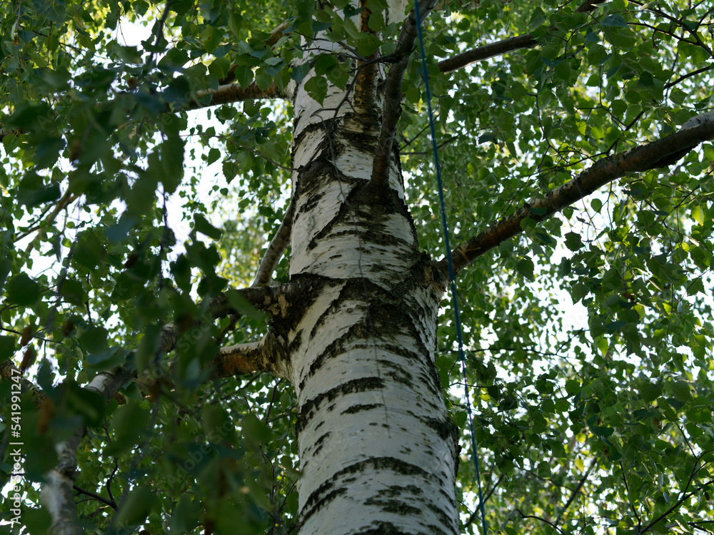 Fototapeta premium Birch in summer. Bottom view. Green leaves
