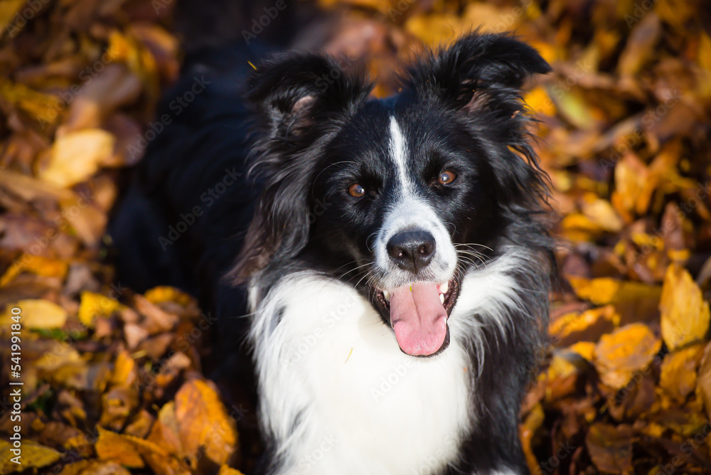 border collie dog in the park border collie dog in the park