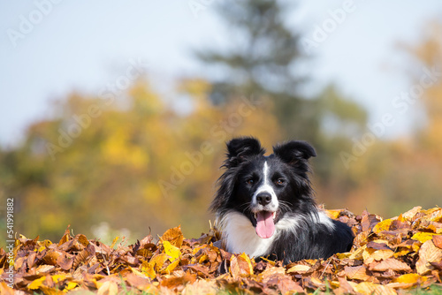 border collie dog in the park