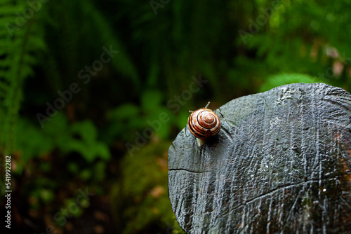 Snail moving in top of the rock photo