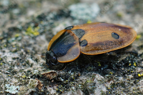 Closeup photo of carnivorous four-spotted carrion beetle, Dendroxena quadrimaculata