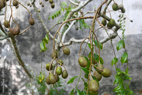 Fotografi trees and fruit from grafted kedondong (Spondias dulcis  ambarella, otaheite apple or great hog plum) planted in the yard