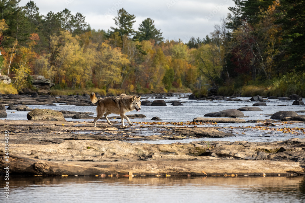 wolf on river