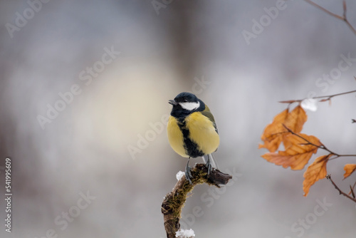 Poetic image of great tit (Parus major) with head raised looking at snow falling around her and autumn beech leaves to her right - Christmas theme