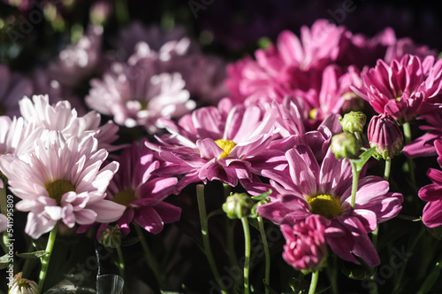 colorful variety of flowers in a public park during a sunny day with soft focus background