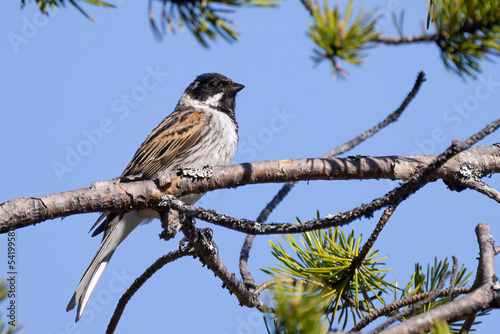 Reed Bunting photo