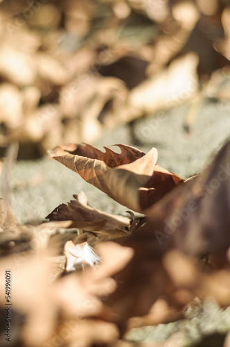 autumn leaves on the ground close up detail with bokeh