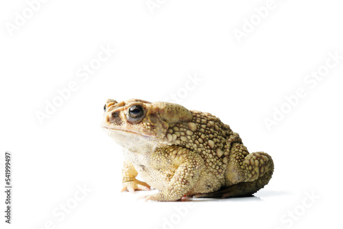 toad isolated on white,