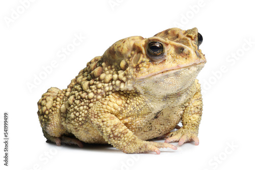 toad isolated on white.