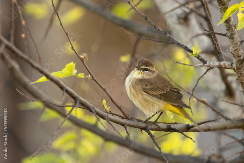 A palm warbler (Setophaga palmarum), a tiny brown bird, fluffs up its feathers in Sarasota, Florida