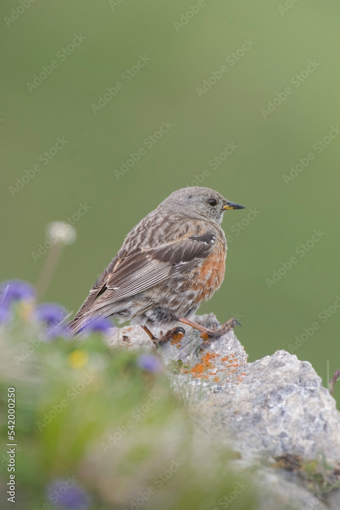 Portrait of a high altitude bird (Prunella collaris) taken in profile resting on a rock among spring colorful blue flowers and green grass. Alps, Italy.