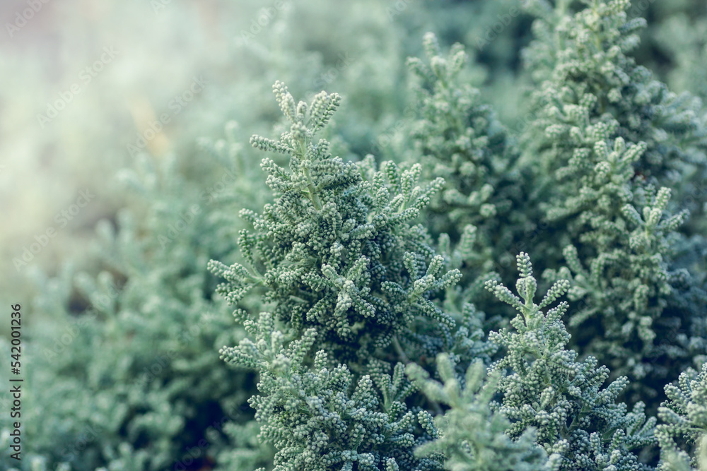 Evergreen shrub Santolina close-up. Santolina chamaecyparissus