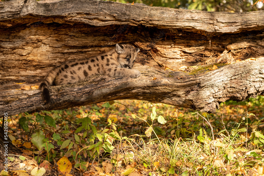 trunk of a tree with cougar