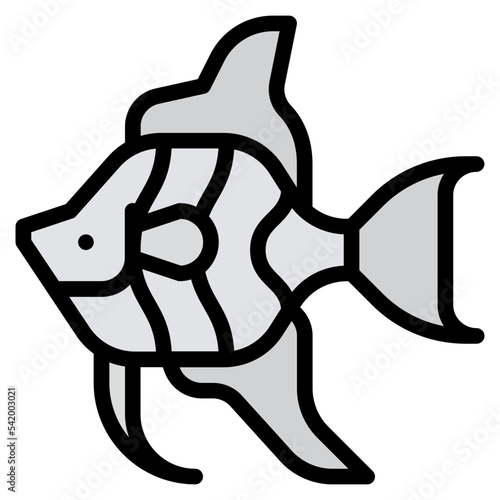 angelfish sea animal