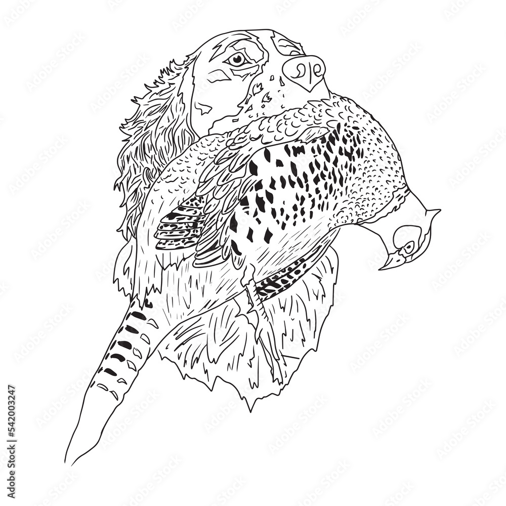 English springer spaniel line vector illustration black white coloring ...